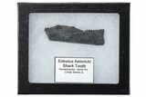Bizarre Shark (Edestus) Jaw Section with Tooth - Carboniferous #269682-1